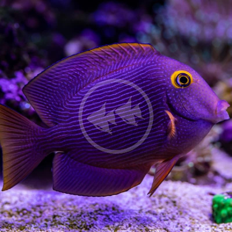 A kole tang fish